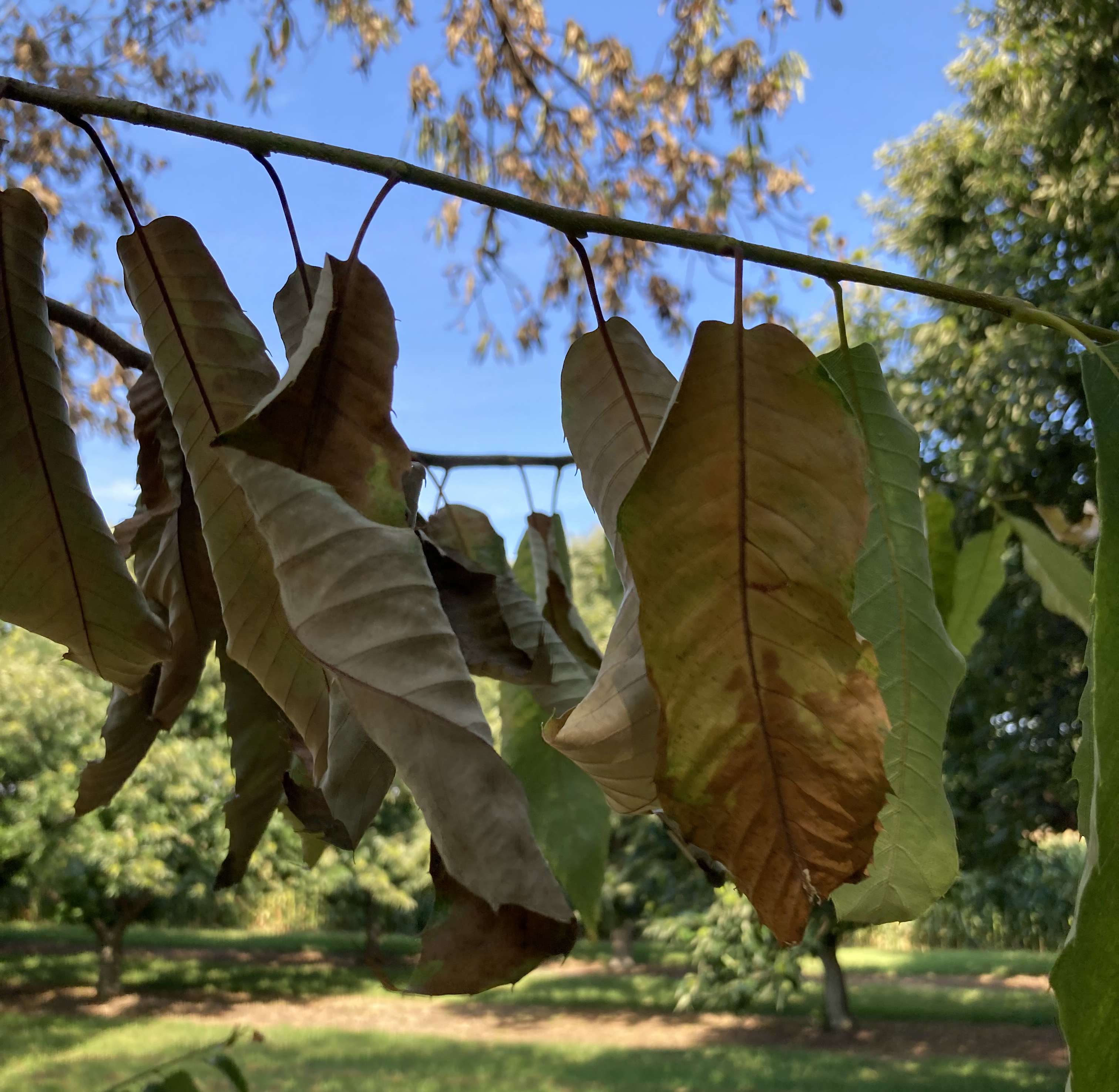 Infected chestnut leaves.